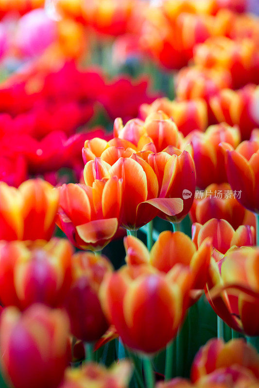 Tulips flowers beautiful bouquet of tulips , colorful flowers ,background wallpaper